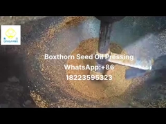 cold pressed oil extractor